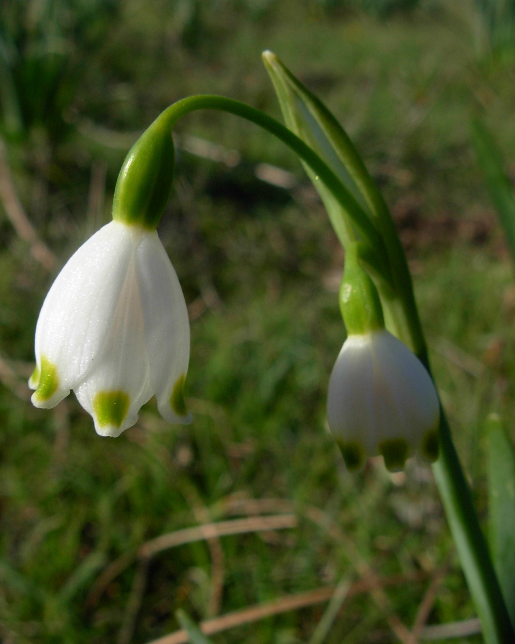 Leucojum aestivum L. subsp. pulchellum (Salisb.) Briq.